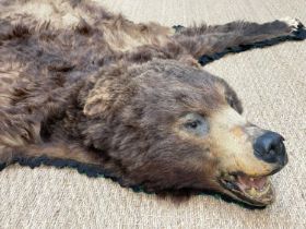 THE FIELD SPORTS CLUB HOUSE: RARE AMERICAN BROWN BEAR SKIN RUG, c. 1910, Jonas Bros, USA, full