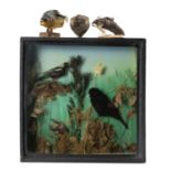 THE NATURAL HISTORY CLUB HOUSE: THREE SMALL TAXIDERMY SPECIMENS & BIRD CASE, comprising 'letter-
