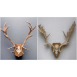 THE FIELD SPORTS CLUB HOUSE: TWO PAIRS OF DEER ANTLER CRANIUM MOUNTS, comprising red deer 78cms