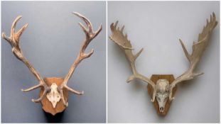 THE FIELD SPORTS CLUB HOUSE: TWO PAIRS OF DEER ANTLER CRANIUM MOUNTS, comprising red deer 78cms