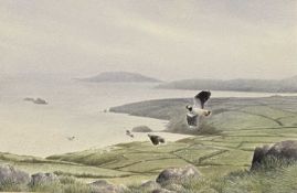 PHILIP SNOW watercolour - lap wings and gulls in flight, Ynys Enlli and Llyn Peninsula to