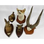 ASSORTED TAXIDERMY, including pair impala antlers, three hare (dated 1913, 1930 and 1938 on