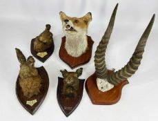 ASSORTED TAXIDERMY, including pair impala antlers, three hare (dated 1913, 1930 and 1938 on