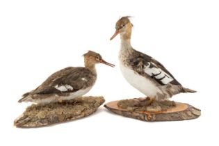 TAXIDERMY: RED-BREASTED MERGANSERS, full mounts, one standing the other resting, both on sliced