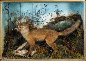 TAXIDERMY: cased juvenile fox with prey, probably Jeffries of Carmarthen Provenance: private