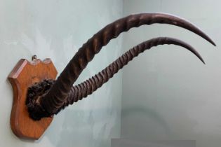 TAXIDERMY: WATERBUCK ANTLERS, cranium mount on oak shield, 60cms d Provenance: private collection
