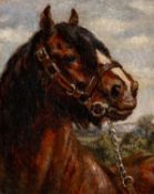 ‡ CHARLES FREDERICK TUNNICLIFFE OBE RA oil on canvas - portrait of a cob, signed, 27 x 22cms