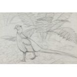 ‡ CHARLES FREDERICK TUNNICLIFFE OBE RA pencil - preliminary pencil sketch of a standing pheasant