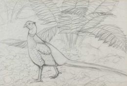 ‡ CHARLES FREDERICK TUNNICLIFFE OBE RA pencil - preliminary pencil sketch of a standing pheasant