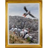 ‡ ANDREW ELLIS (British, b. 1971) acrylic on board - entitled 'Puffins on Skomer Island', signed, 81