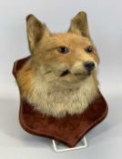 TAXIDERMY: FOX MASK MOUNTED ON PLUSH COVERED BOARD Provenance: deceased estate Conwy
