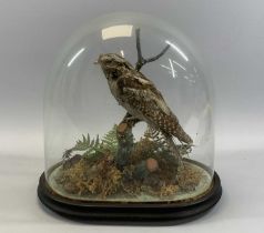 TAXIDERMY: NIGHTJAR PERCHED ON BRANCH IN NATURALISTIC SETTING UNDER GLASS DOME, 38cms H