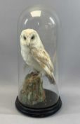TAXIDERMY: BARN OWL ON NATURALISTIC PERCH UNDER GLASS DOME, 48cms H Provenance: deceased estate