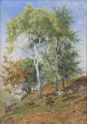 JOHN SINCLAIR (active 1871-1922) watercolour - sheep and lambs within a copse of trees, titled verso