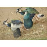 ‡ RALSTON GUDGEON RSW (Scottish, 1910-1984) oil on canvas laid on board - a pair of lapwings, signed