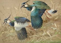 ‡ RALSTON GUDGEON RSW (Scottish, 1910-1984) oil on canvas laid on board - a pair of lapwings, signed