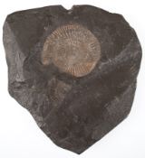 Fossil Schnecke, auf Schieferplatte, L. 18,5 cm, B. 16,5 cm