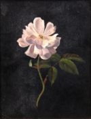 "Stilleben mit Rose auf schwarzem Grund", Öl/ Papier, unsign., craqueliert, 18x14,5 cm, Rahmen