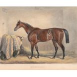Paterson, G. "Pferd im Stall", kolorierter Stich, 12x15 cm, im Passepartout hinter Glas und Rahmen
