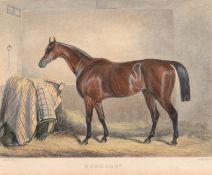 Paterson, G. "Pferd im Stall", kolorierter Stich, 12x15 cm, im Passepartout hinter Glas und Rahmen