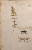 Aquarellist des 18. Jh. "Zweig und Insekt", Aqaurell um 1730, Alterspuren und an den Rändern besch.