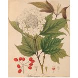 Guimpel, Friedrich (1774-1839) "Viburnum Oxycoccos", Grafik, in der Platte sign., 23x18 cm, im Pass