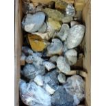 Large assortment of fossils. Collection only.