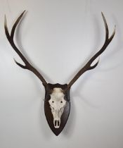 Mounted taxidermy skull. Collection only.