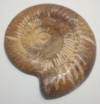 A large and highly polished cross-section ammonite fossil. Shipping Group (A).