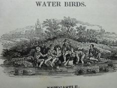 Bewick - British Birds 2 Bde.