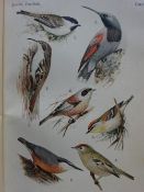 Floericke - Deutsches Vogelbuch