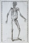 Albinus - Tabularum Anatomicarum