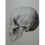Carus - Cranioskopie