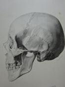 Carus - Cranioskopie