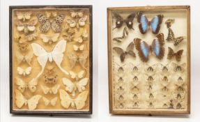 Alte Schmetterlings - Sammlung