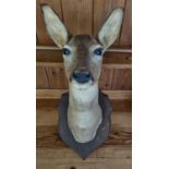 A good Taxidermy of a Doe Deer on plaque mount.