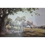 A 20th Century Oil on Canvas of two Horses. Signed LR. 50 x 75cm approx.
