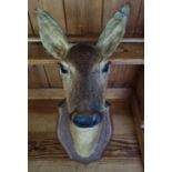 A good wall mounted Taxidermy of a Doe.