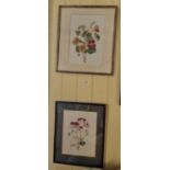 A good set of four 19th Century coloured Bookplates of flowers. 45 x 37cm approx.