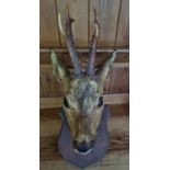 An early wall mounted Taxidermy of a young Buck Deer.