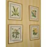 After Peggy Tacker. A good set of four coloured Prints still life of Botanicals in good gilt frames.