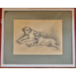 A 20th Century Pencil Sketch of two Labradors by T Forbes. Highlighted in white and signed LR. 29