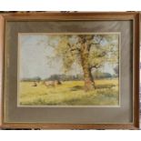 Helen Colville. A 20th Century Watercolour of Cattle in a field. Signed LR. 28 x 32cm approx.