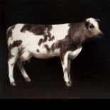 MIGUEL MACAYA (Santander,1964)."Cow".Oil on canvas.Signed on the back.Size: 180 x 200 cm; 195 x