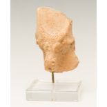 Bull's Head; Babylon, 2000-1700 BC.Terracotta.It has small stable cracks.Measurements: 19 x 10.5 x 9