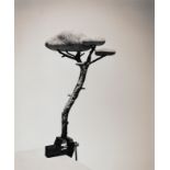 CHEMA MADOZ (Madrid, 1958)Untitled (Árbol Piedras), 2000.Positive bromide virado. Copy 3/15.With