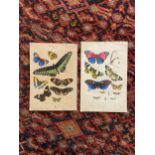 English, 19th Century, Two entomological illustrations of butterflies