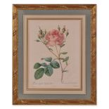 A Set of Eight Framed Rose Engravings, Extracted from Redoute's Les Roses (Paris 1817-1824)