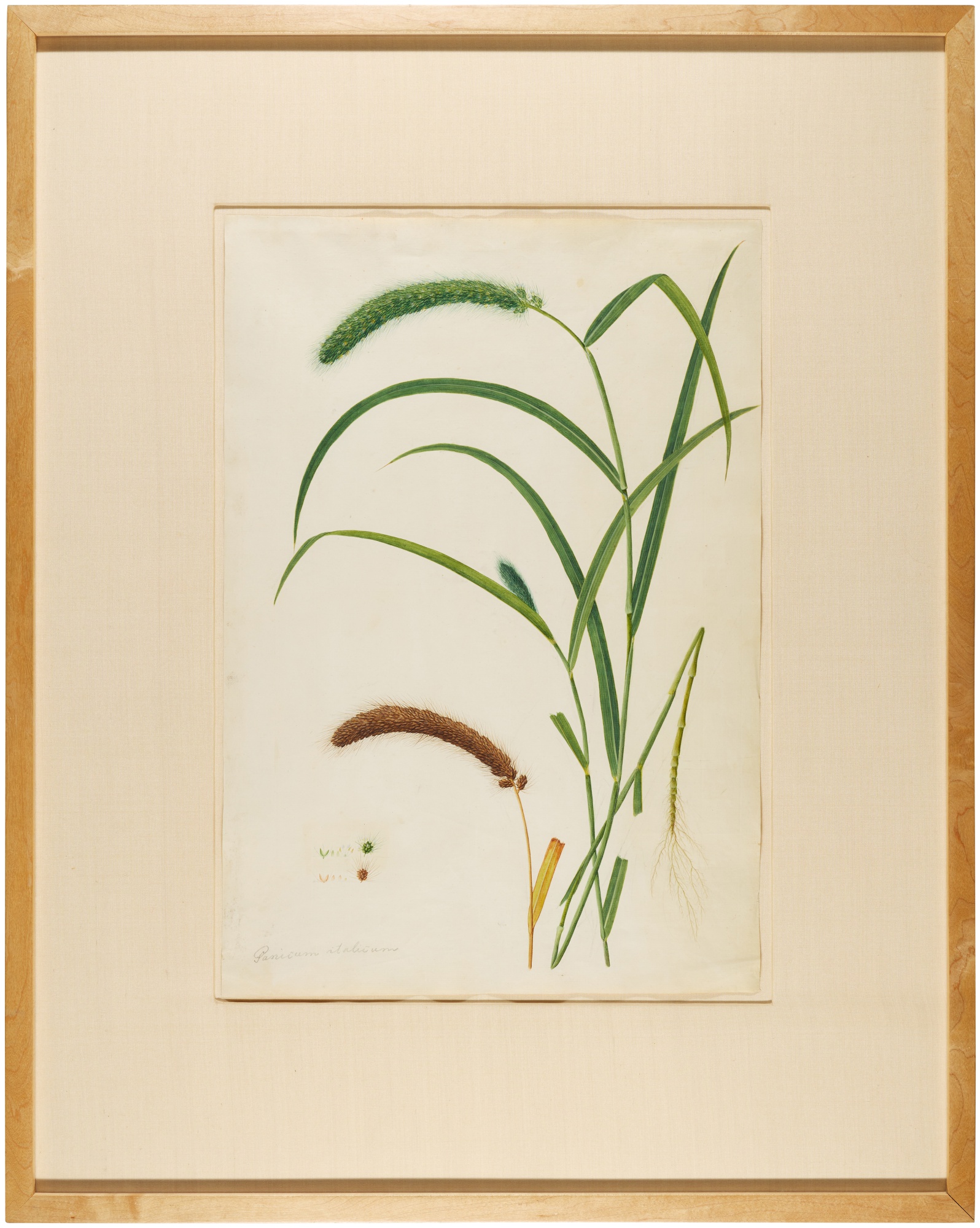 A study of Foxtail Millet (Panicum Italicum), India, Company School, early 19th Century - Image 2 of 2