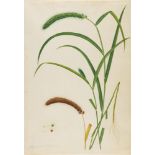 A study of Foxtail Millet (Panicum Italicum), India, Company School, early 19th Century